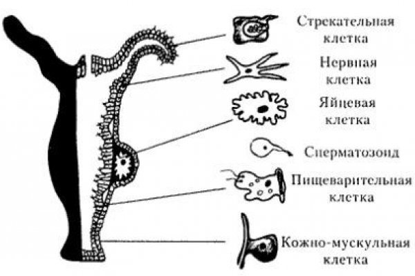 Кракен с айфона